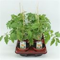 Bild von Tomaat. Cherrytomaat geel (12cm pot)